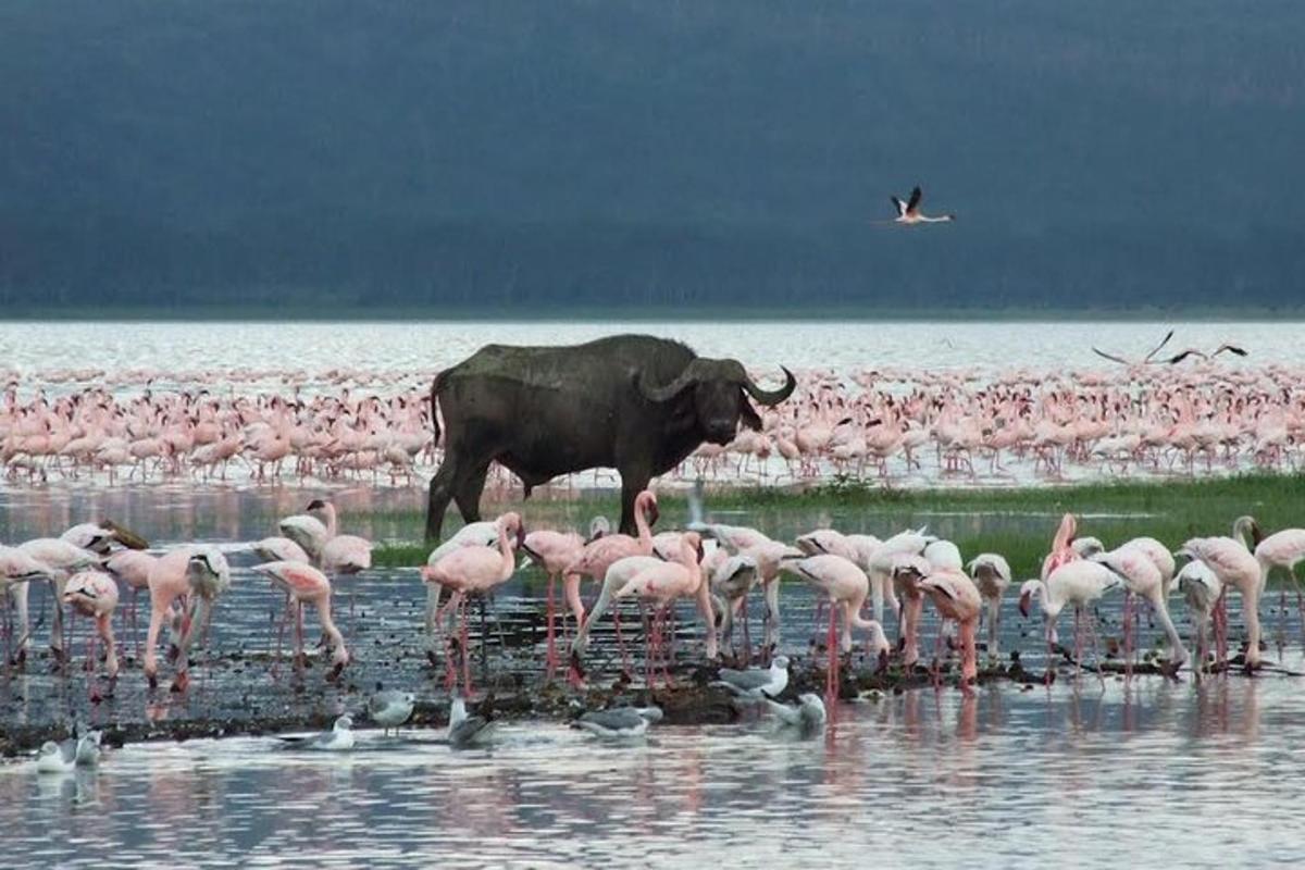 elevant seisab vees koos flamingoparvega