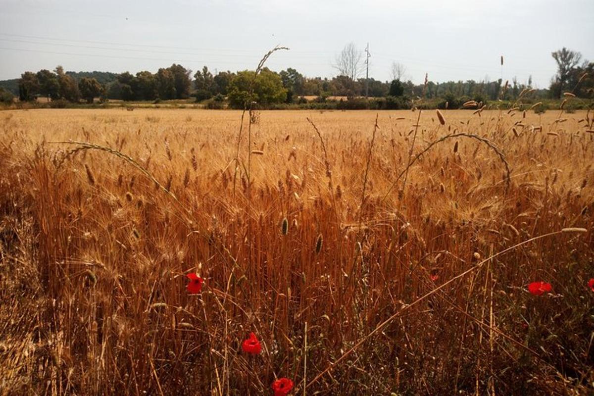 Un campo de hierba alta y marrón con flores rojas.