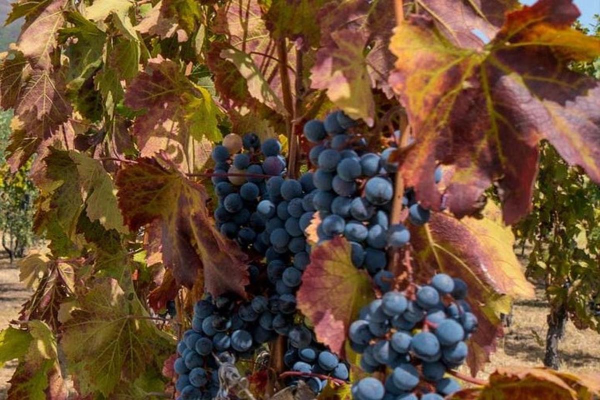 un racimo de uvas colgando de un árbol