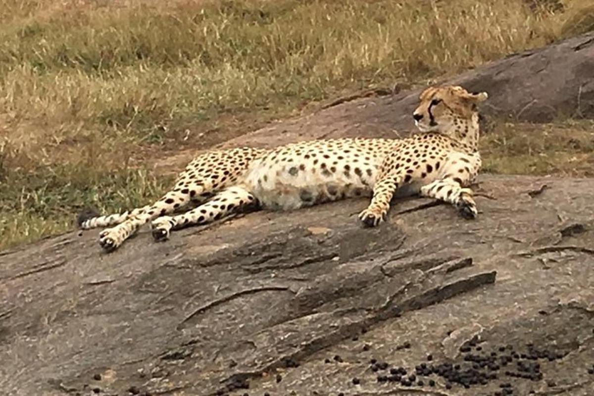 gepard lebas kivi otsas