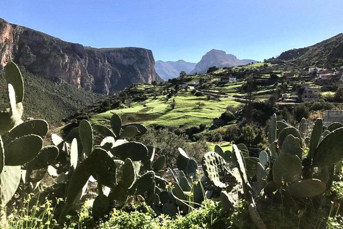 uma vista de uma montanha com cactos em um campo