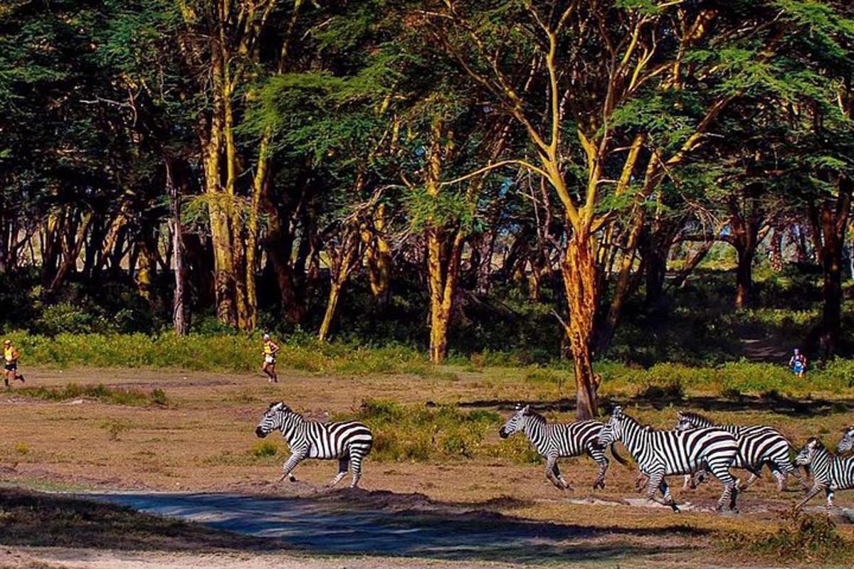 een kudde zebra's die door een veld rent