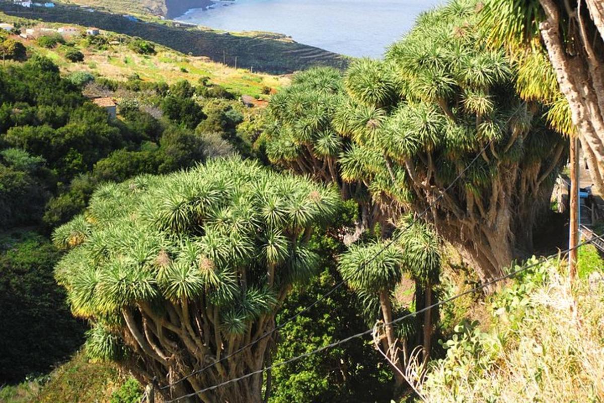 a group of palm trees on a hill with the ocean