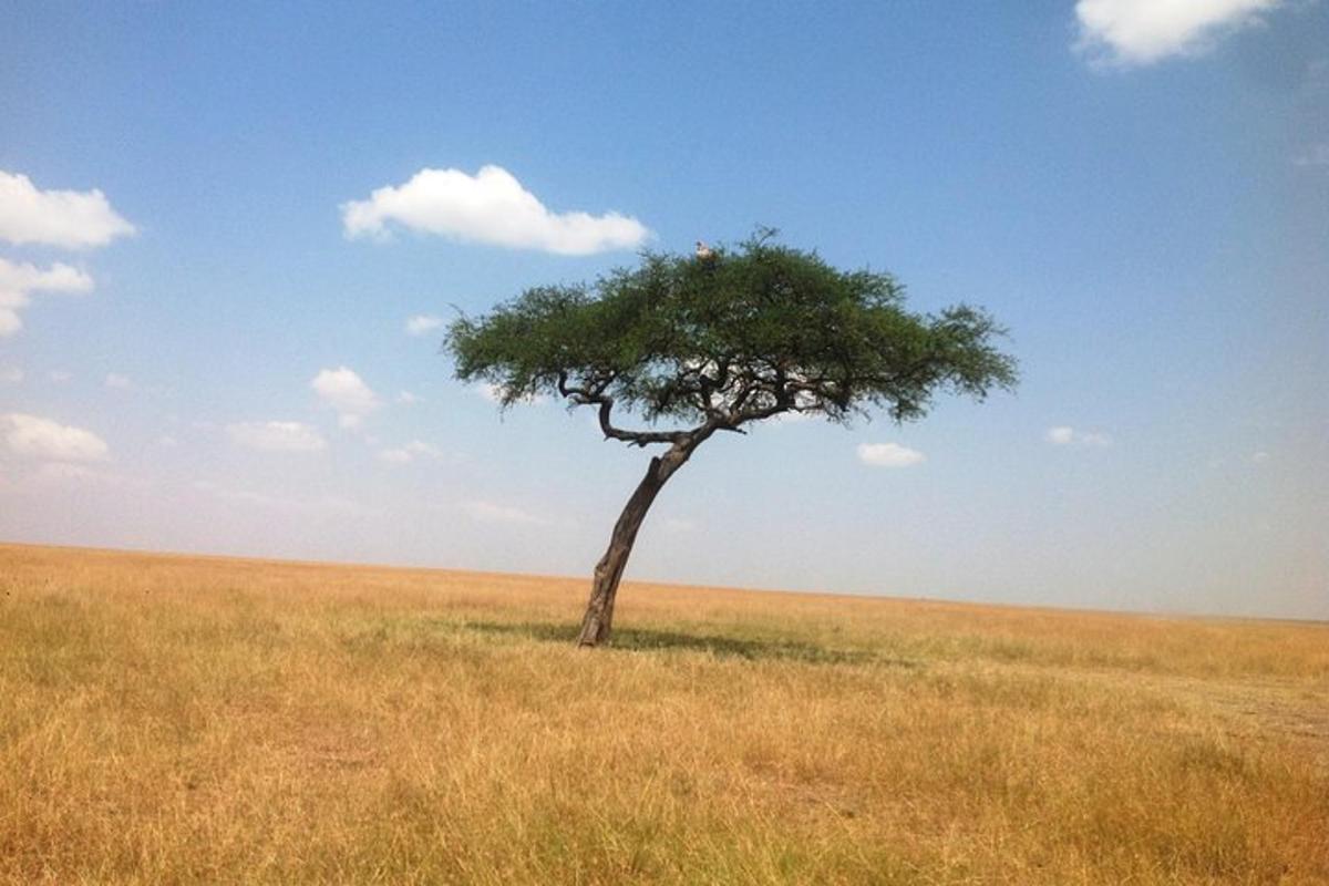 uma árvore solitária no meio de um campo