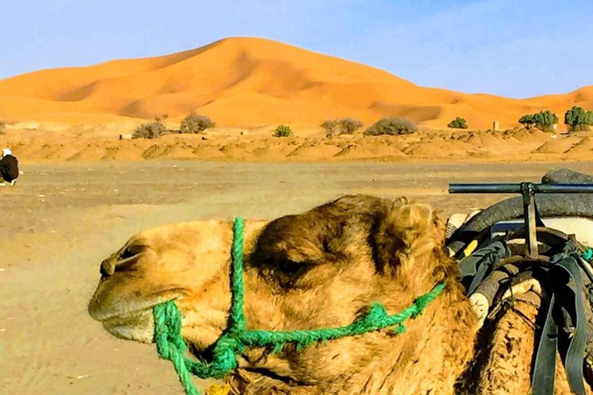 un cammello nel deserto con una corda intorno al collo