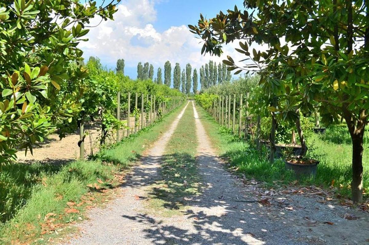 prašná cesta ve vinici se stromy