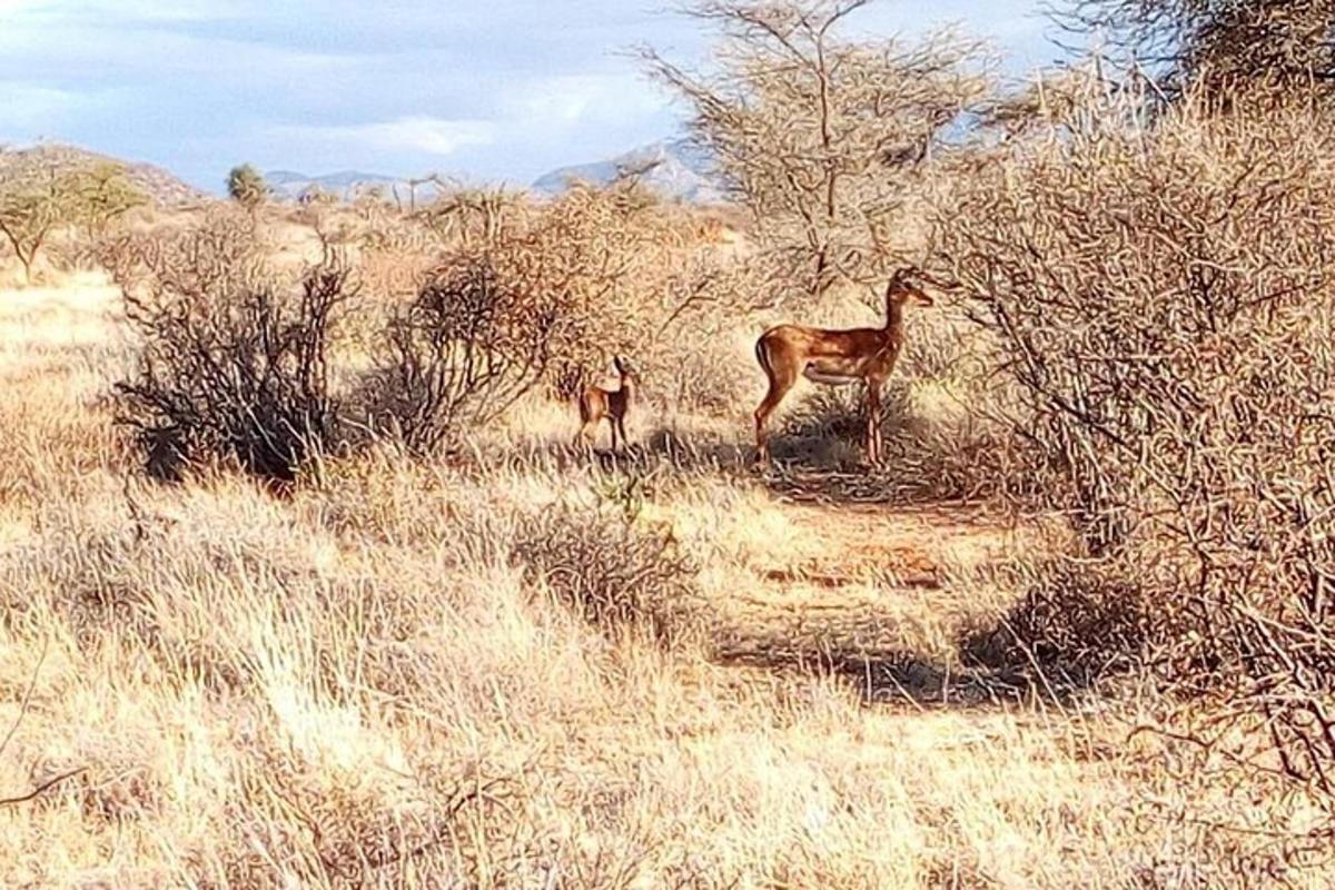 a couple of giraffes standing in a field