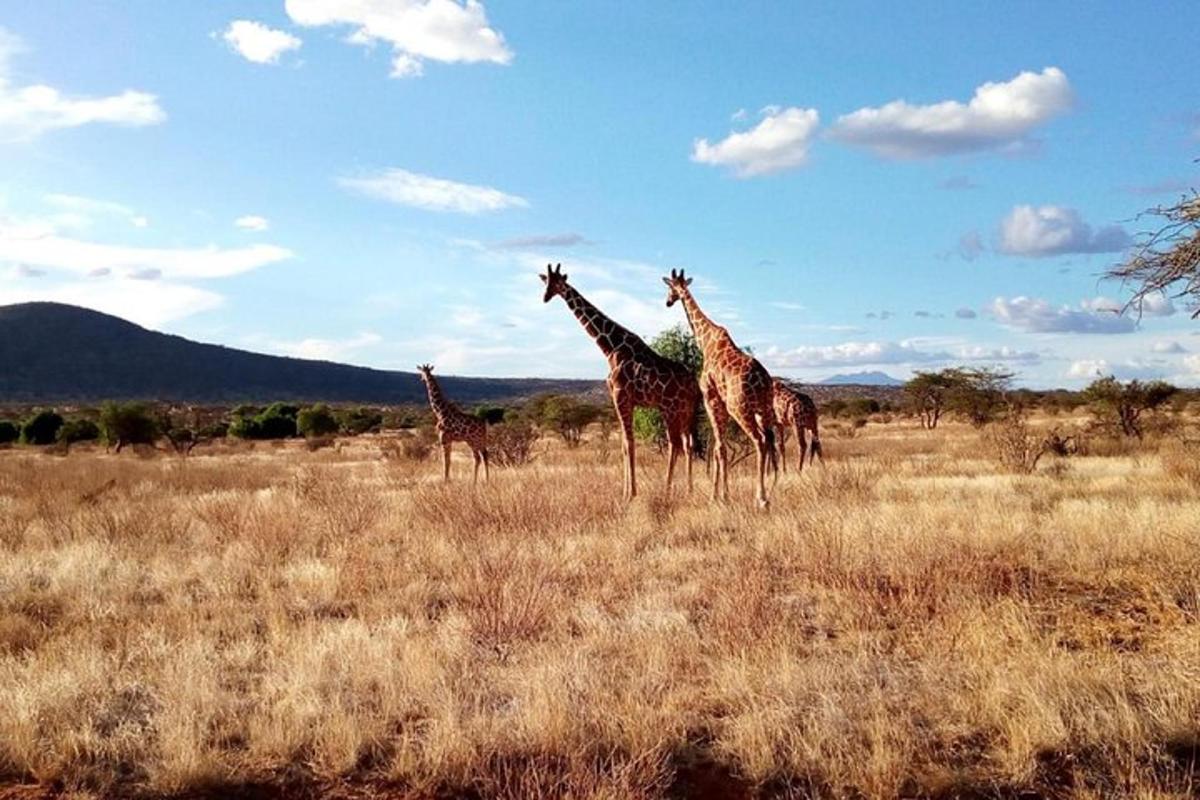 a group of giraffes standing in a field