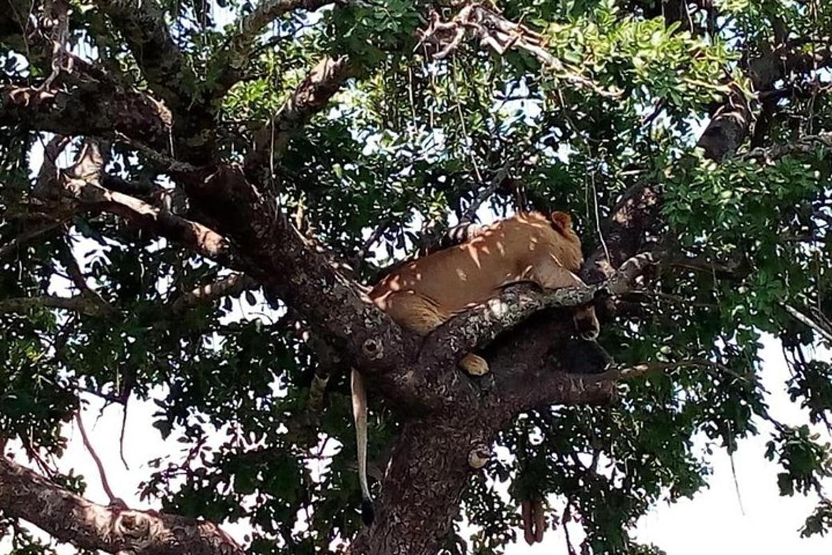 a lion laying on the top of a tree