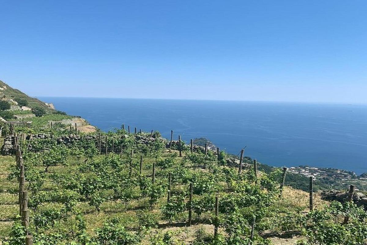 Un viñedo en una colina con el océano al fondo