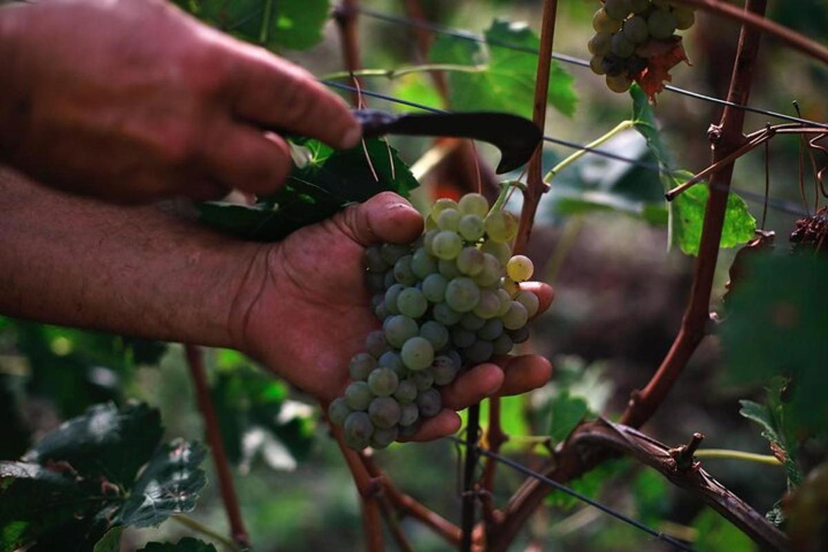 Una persona sostiene un racimo de uvas verdes.