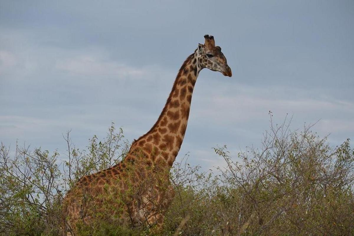 o girafă stă în iarba înaltă