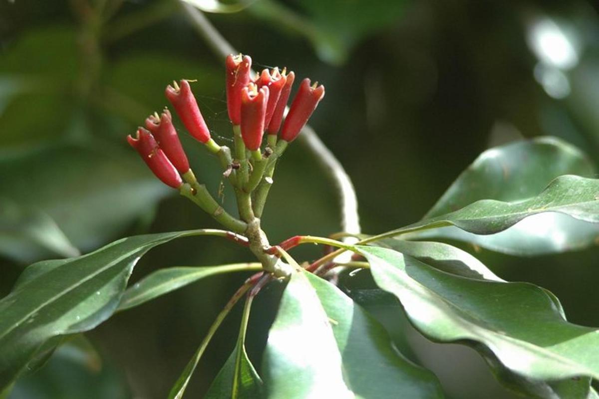 a red flower on a tree with green leaves