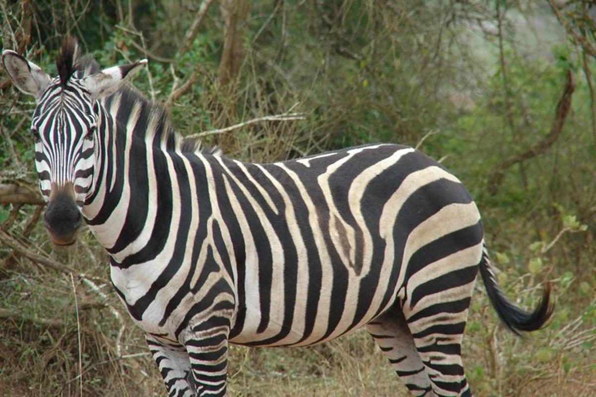 una zebra in piedi in un campo accanto agli alberi