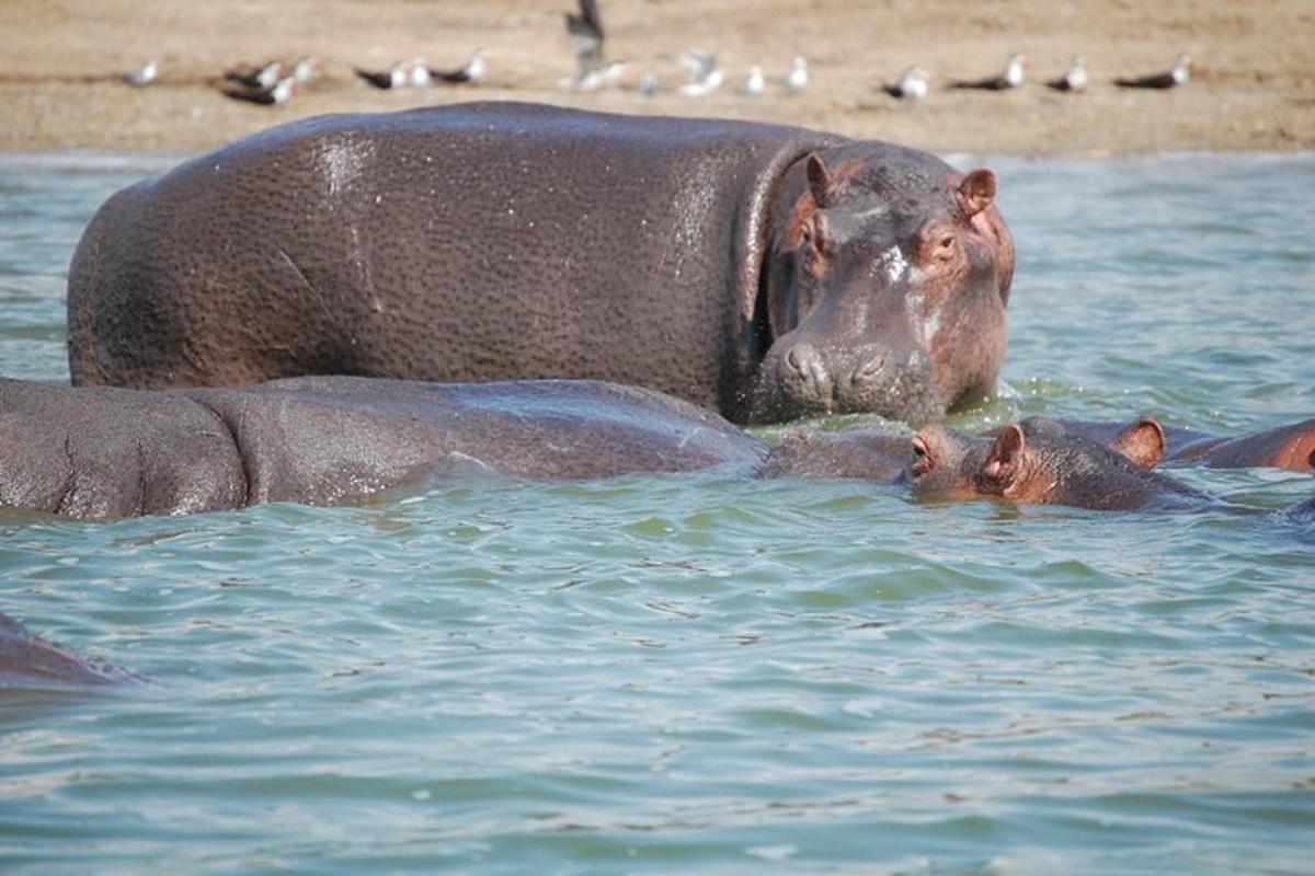 un elefante e un cucciolo di elefante nell'acqua