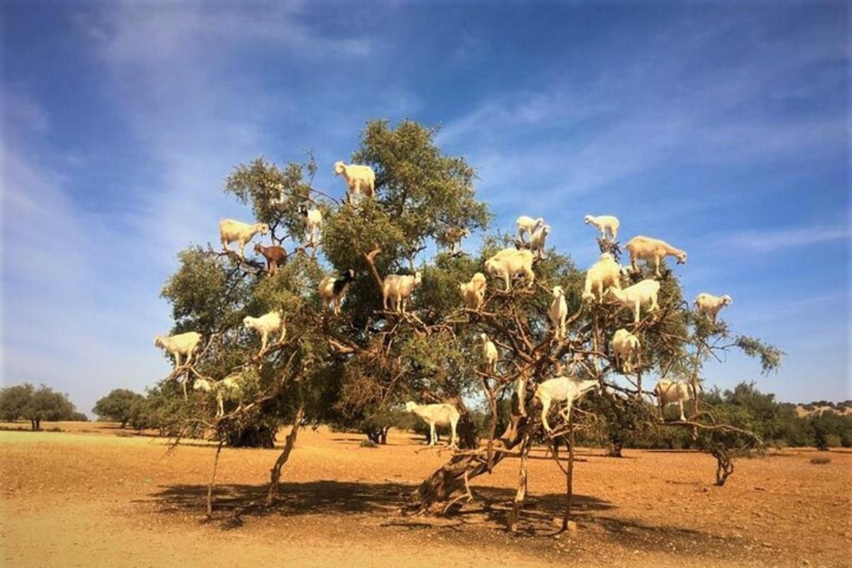 a group of animals standing on top of a tree