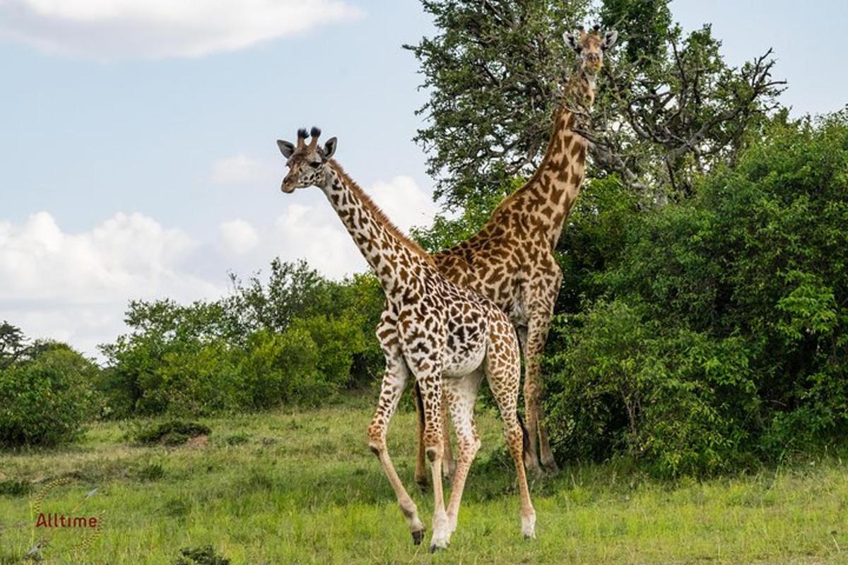duas girafas em pé uma ao lado da outra em um campo