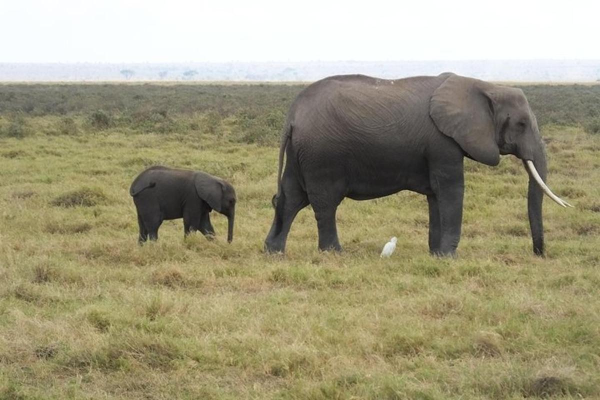 um grande elefante e um bebê elefante em pé em um campo