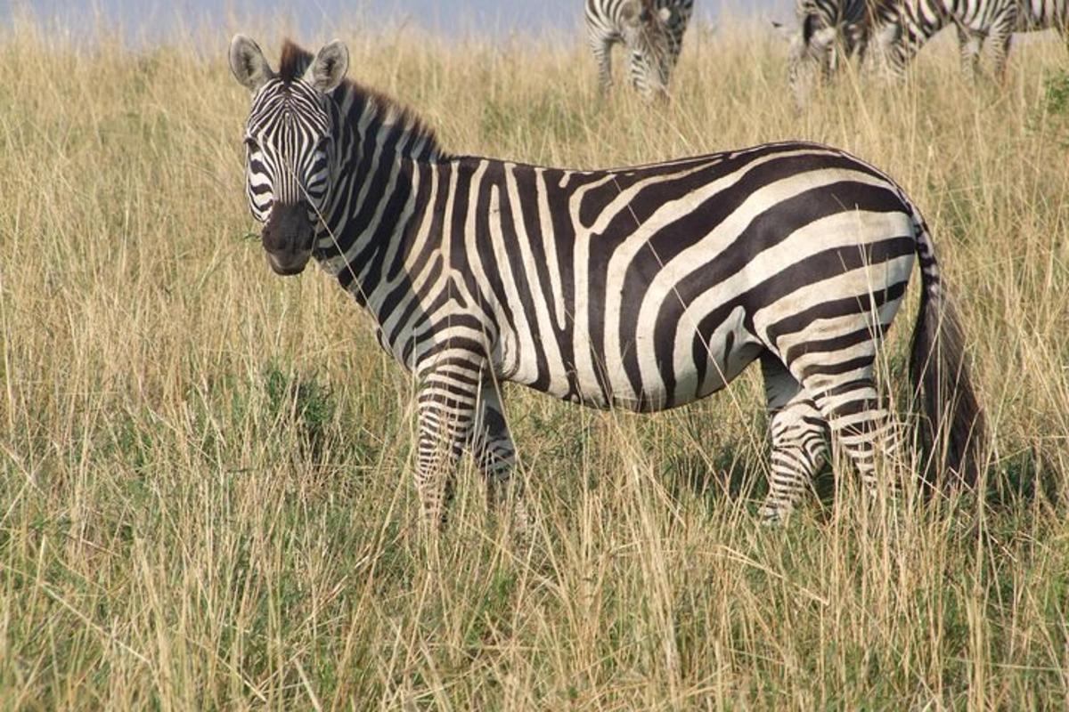 zebra stojící v poli vysoké trávy
