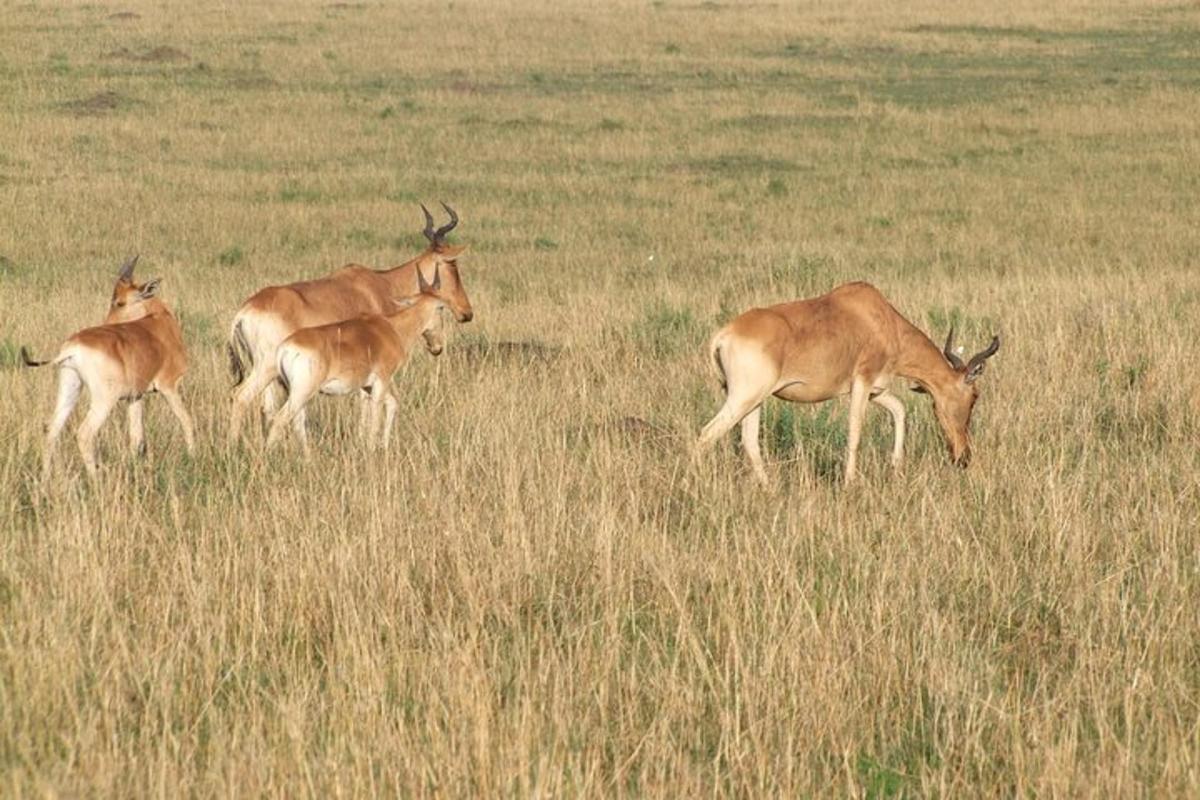 Un grupo de antílopes pastando en un campo de hierba alta.