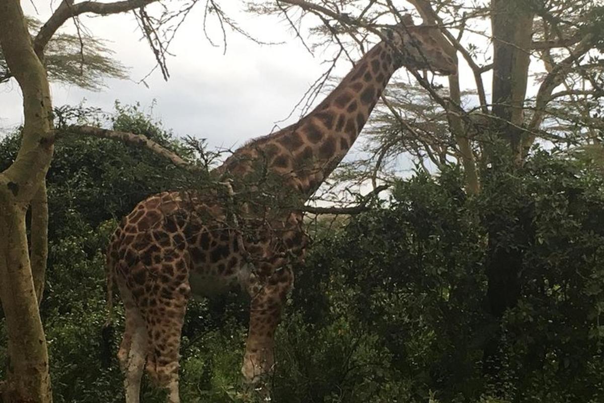 una girafa menja fulles d'un arbre