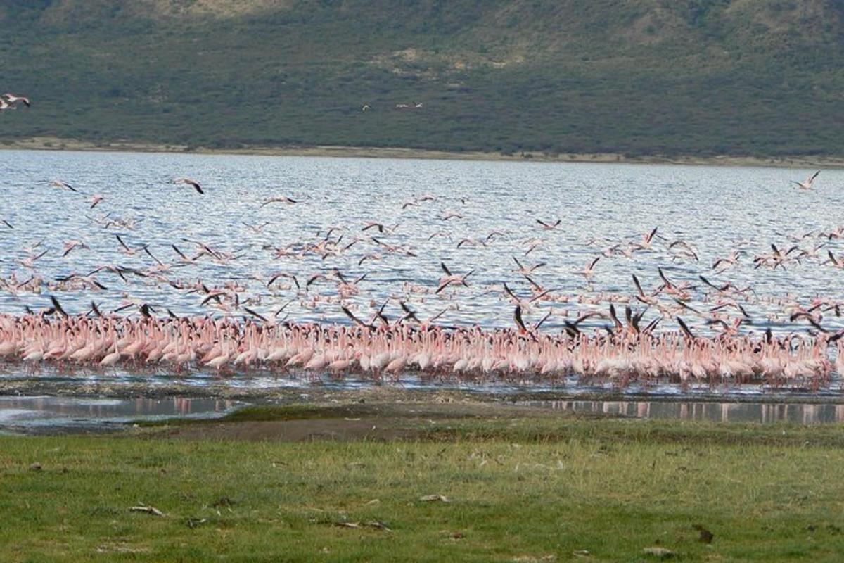 јато птица које лети изнад водене површине