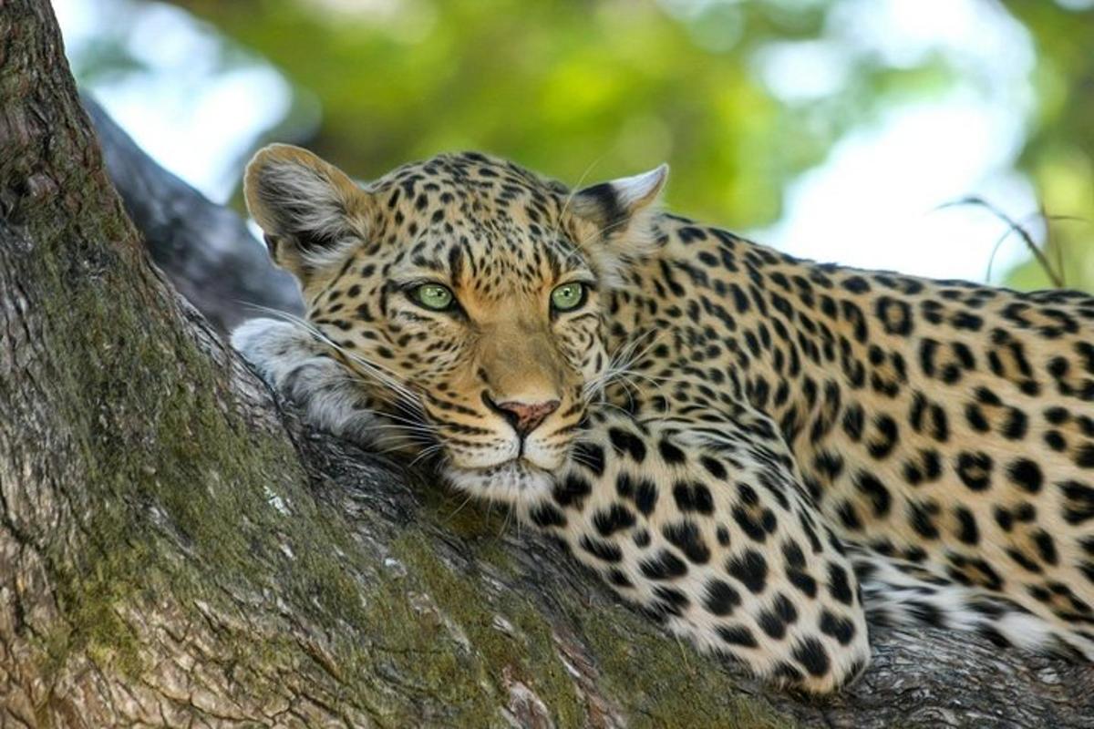 leopard lebas puu küljel