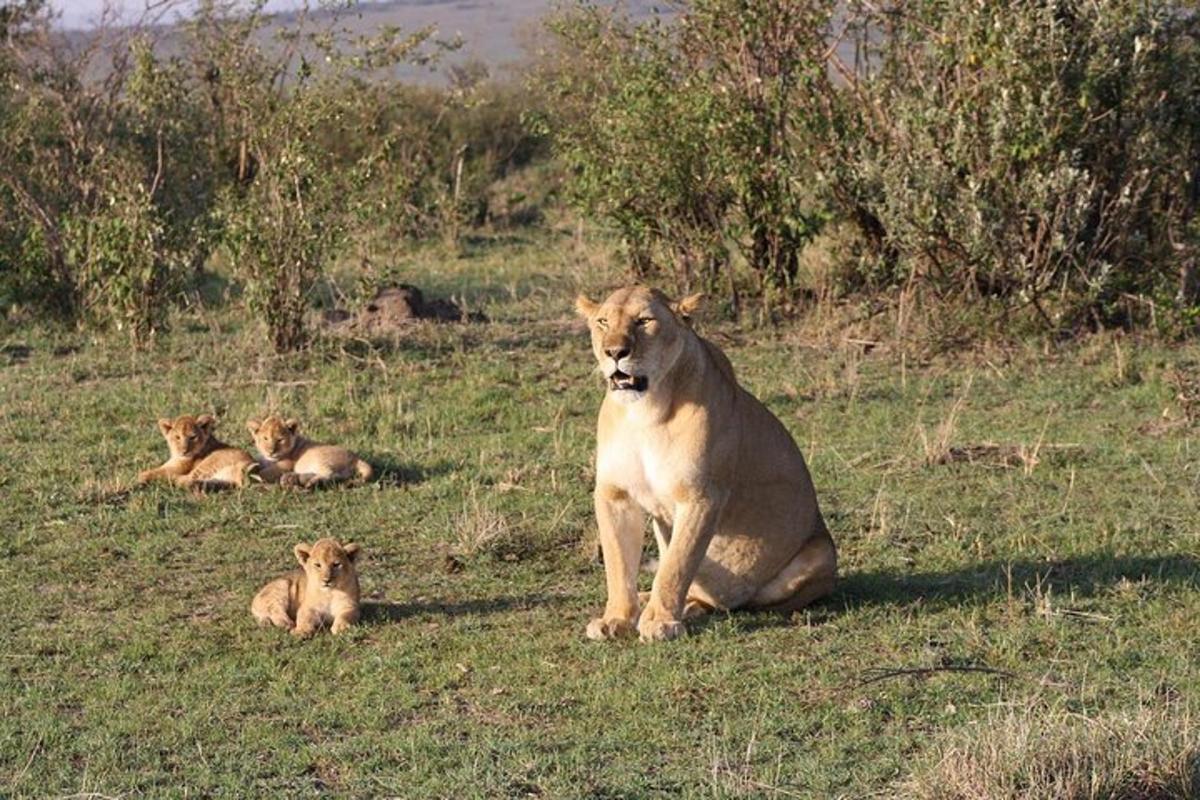 três leões deitados na grama em um campo