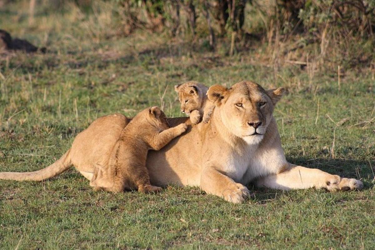 zwei Löwen liegen auf dem Gras auf einem Feld