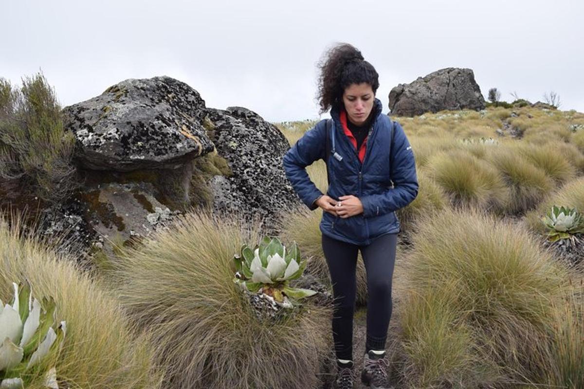 una mujer caminando por un campo de plantas