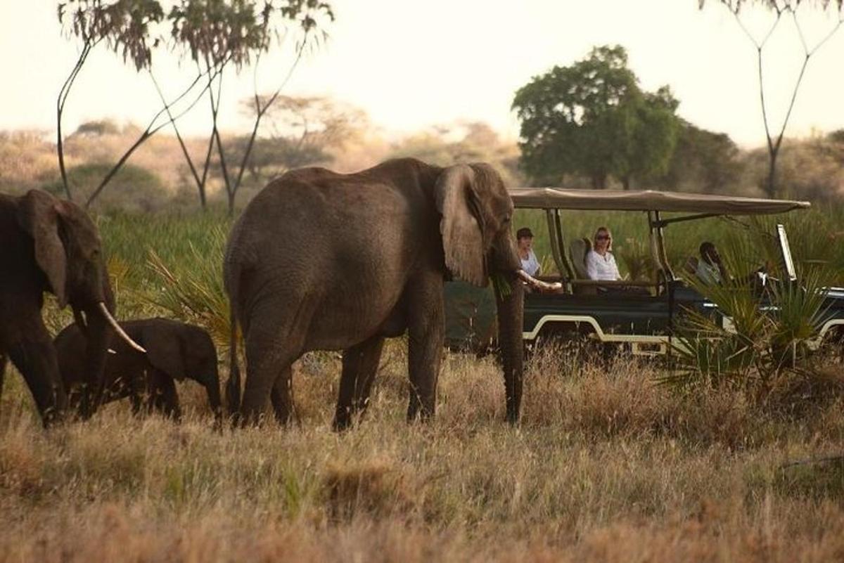 un gruppo di persone in un veicolo da safari con gli elefanti