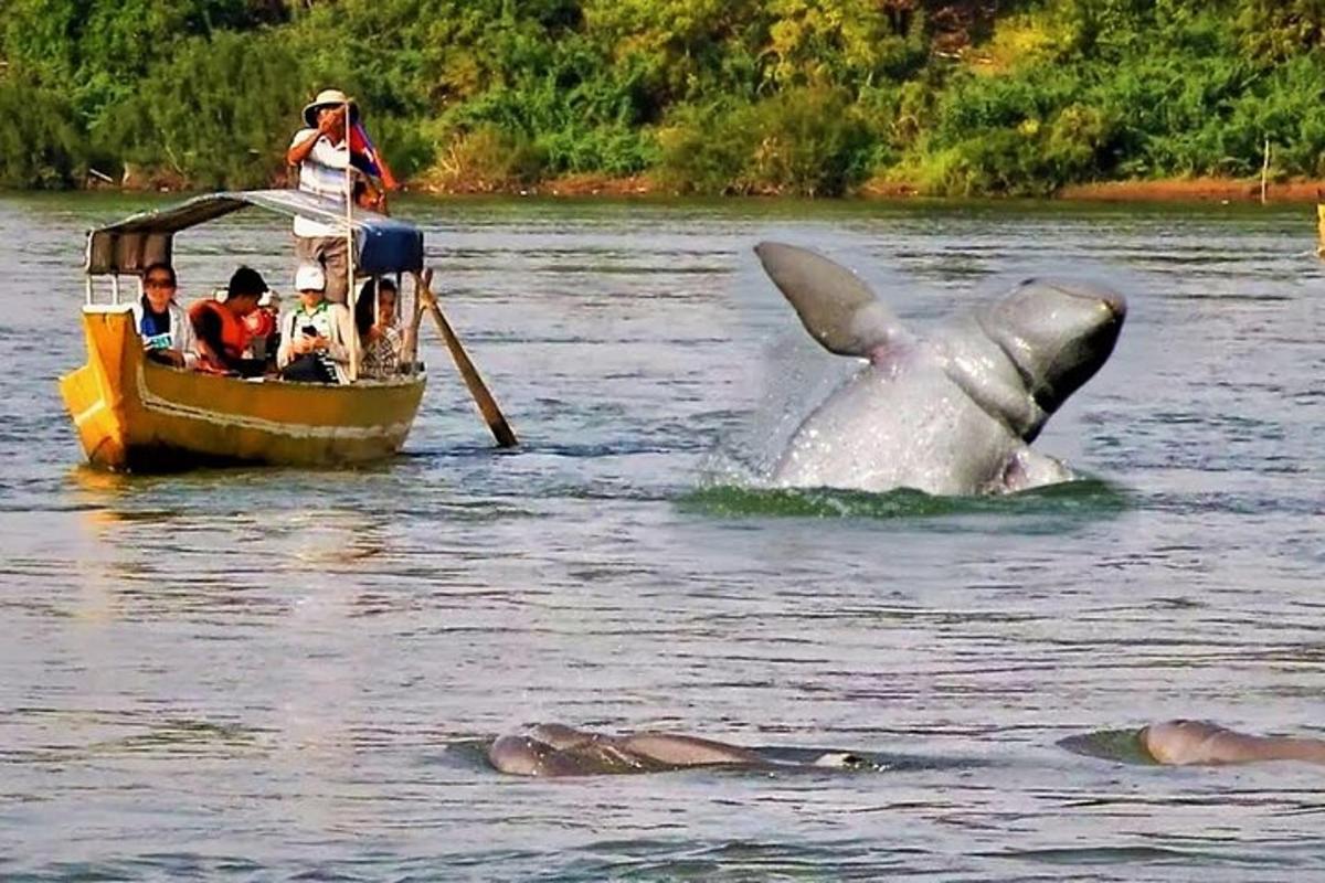 ang isang dolphin ay nasa tubig sa tabi ng isang bangka