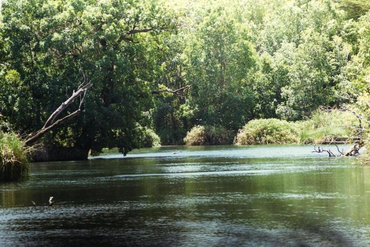 sungai dengan air hijau dan pokok di latar belakang