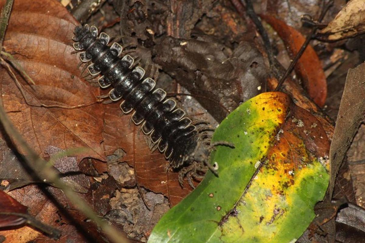 a black caterpillar is sitting on a leaf