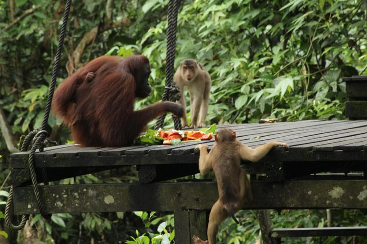 two monkeys sitting on a table eating fruit