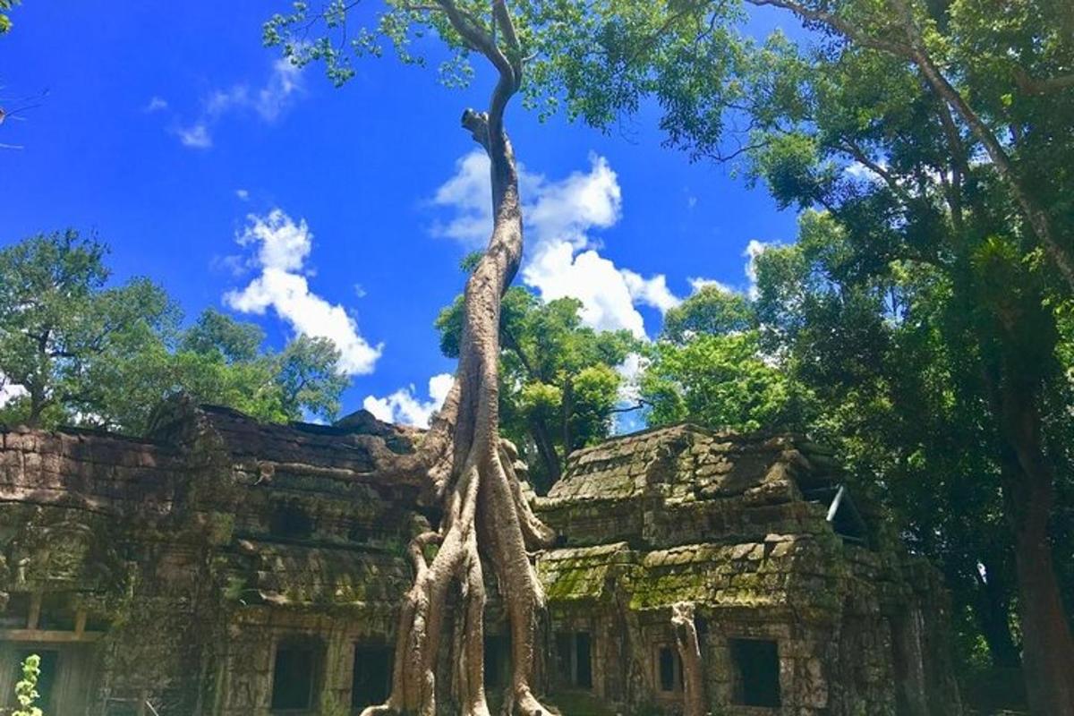 ein Baum, der auf einem Gebäude mit Bäumen wächst