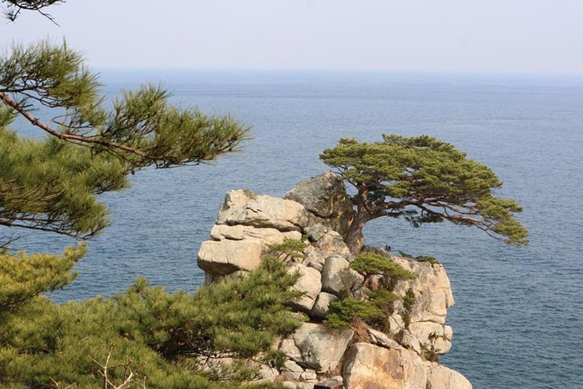 a tree on top of a cliff near the water