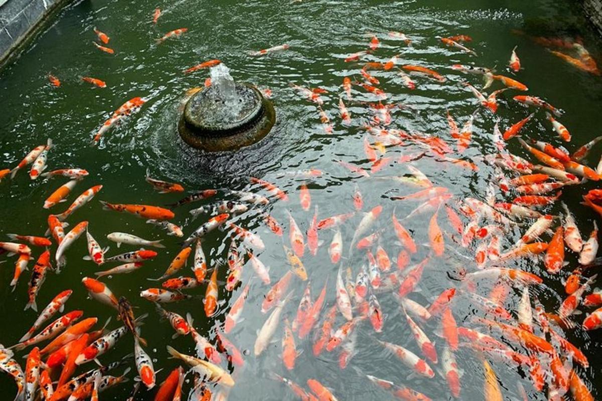 un gruppo di pesci koi in uno stagno