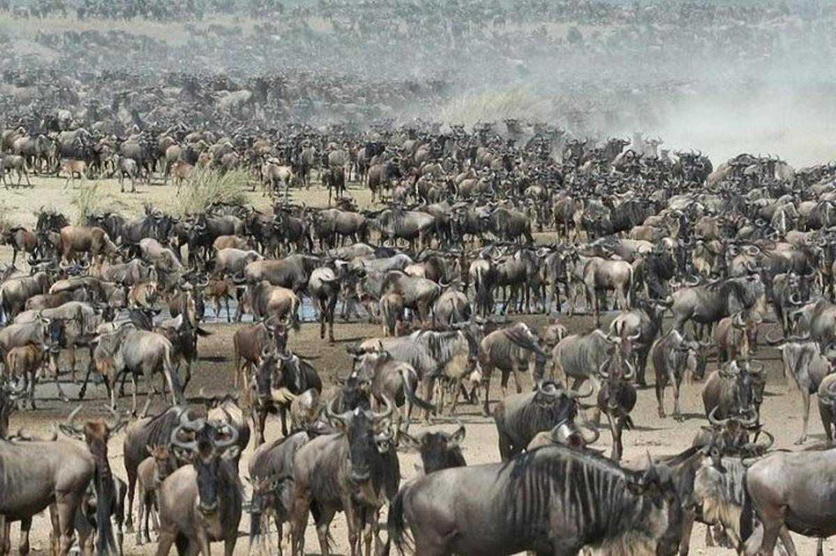 a large herd of animals standing in a field