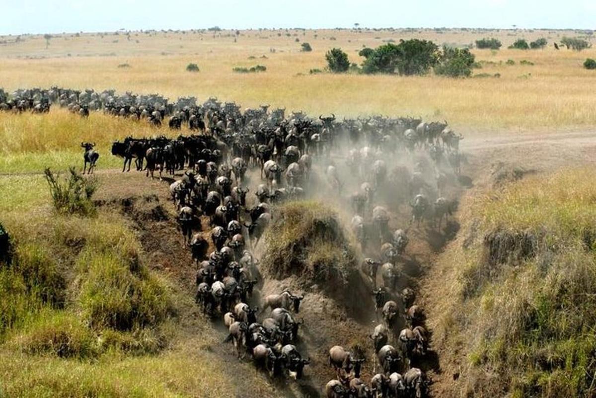 una gran manada de animales caminando por un camino de tierra