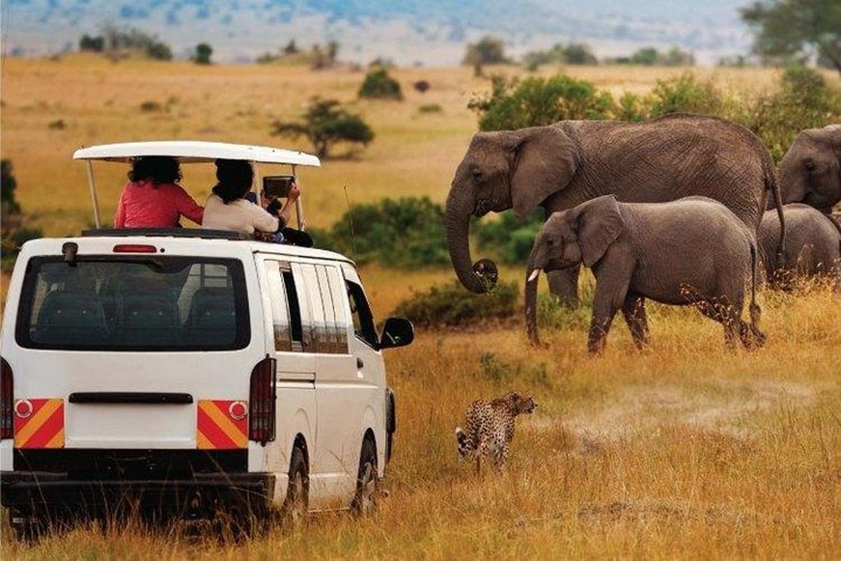 sekumpulan orang di dalam kenderaan melihat sekumpulan gajah