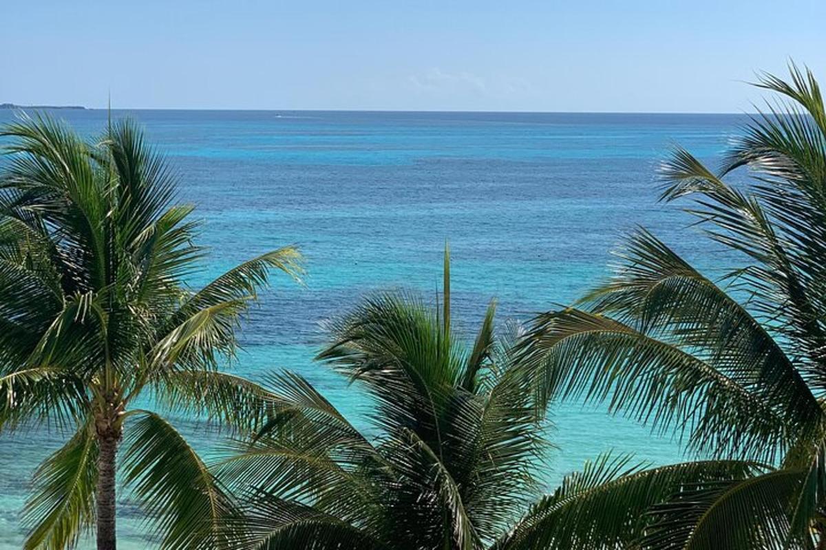 uma vista do oceano com palmeiras