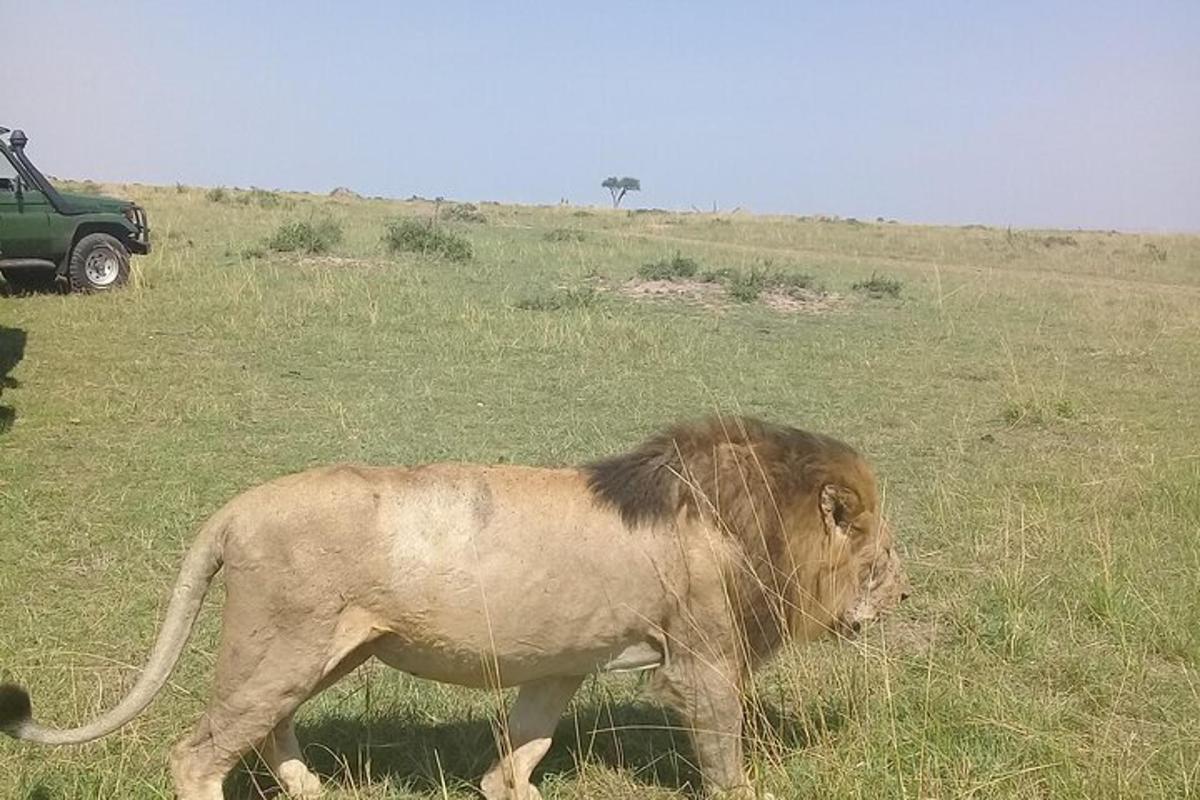 Un león caminando en la hierba de un campo