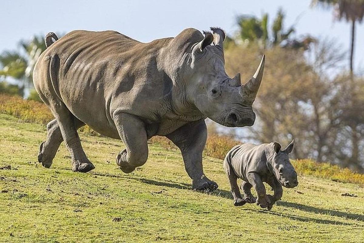 um rinoceronte e um bebê rinoceronte correndo em um campo