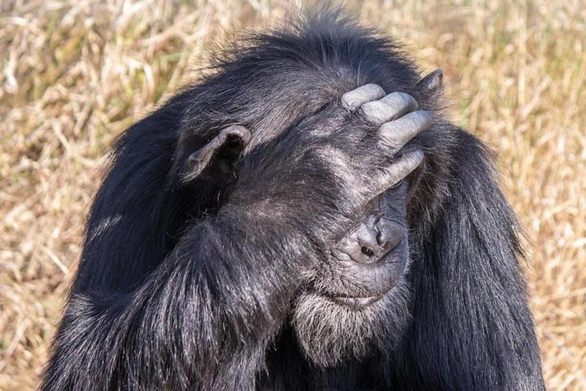 un gorilla con la testa sul muso