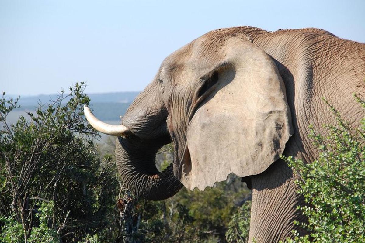 un elefante con la proboscide in bocca