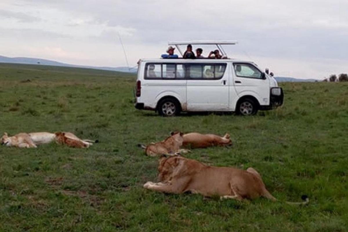 bel kombi parkiran na polju s kravami