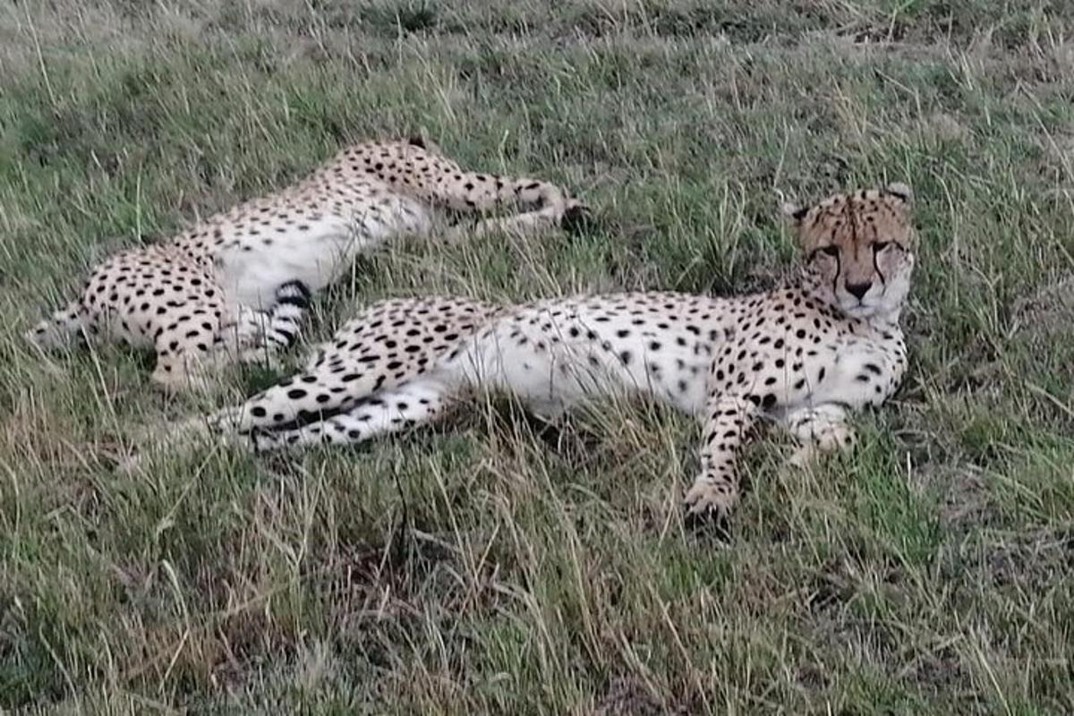 two cheetahs laying in the grass in a field