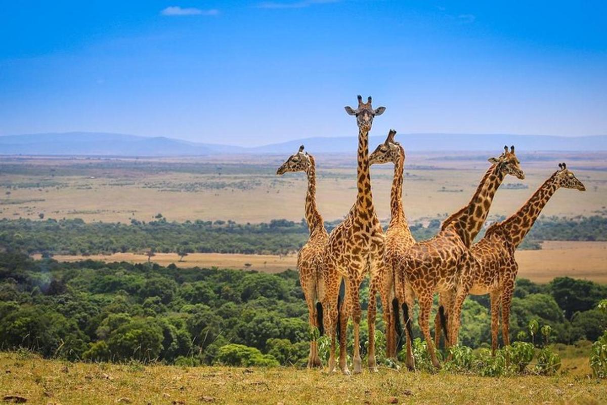 um grupo de girafas em pé no topo de uma colina