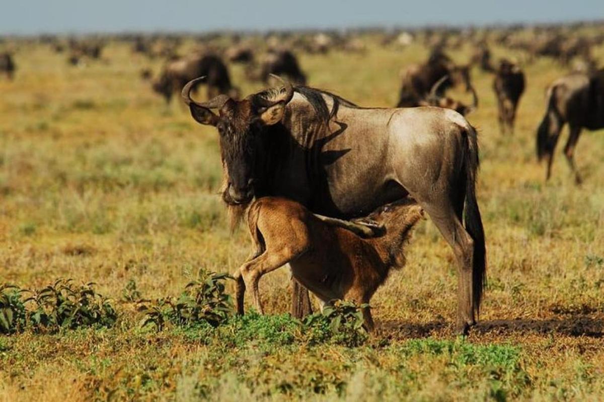 um búfalo e um filhote em um campo
